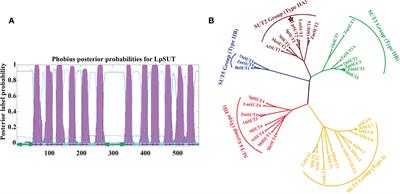 Local endocytosis of sucrose transporter 2 in duckweed reveals the role of sucrose transporter 2 in guard cells